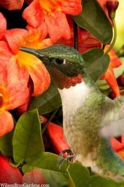 Tangerine Beauty Crossvine Bignonia - 3 Gallon Pot -SHRUBS and BUSHES Shop bignonia capreolata tangerine beauty crossvine 111