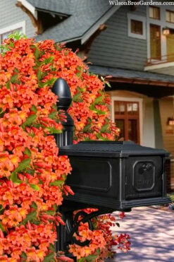 Tangerine Beauty Crossvine Bignonia - 3 Gallon Pot