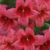 Shalimar Red Crossvine - Bignonia Capreolata - 6 Pack Of 1 Gallon Pots -SHRUBS and BUSHES Shop bignonia shalimar red 11