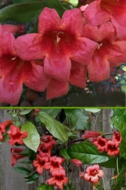Shalimar Red Crossvine - Bignonia Capreolata - 6 Pack Of 1 Gallon Pots -SHRUBS and BUSHES Shop bignonia shalimar red crossvine 500x750 1