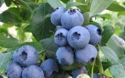 Alapaha Rabbiteye Blueberry - 3 Gallon Pot -SHRUBS and BUSHES Shop blueberry alapaha