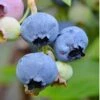 Alapaha Rabbiteye Blueberry - 3 Gallon Pot -SHRUBS and BUSHES Shop blueberry alapaha 3