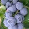 Northern Highbush Blueberry (Vaccinum Corymbosum) - 6 Pack Of 1 Gallon Pots 1 Northern Highbush Blueberry (Vaccinum Corymbosum) - 6 Pack Of 1 Gallon Pots -SHRUBS and BUSHES Shop blueberry northern highbush 3 800x500 1