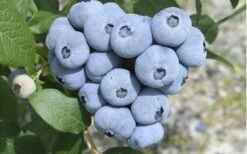 Northern Highbush Blueberry (Vaccinum Corymbosum) - 1 Gallon Pot -SHRUBS and BUSHES Shop blueberry northern20highbush 3 800x500 2