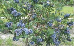 Northern Highbush Blueberry (Vaccinum Corymbosum) - 1 Gallon Pot -SHRUBS and BUSHES Shop blueberry northern20highbush 800x500 2