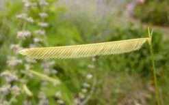 Blonde Ambition Blue Grama Grass (Bouteloua Gracilis) - 6 Pack Of 1 Gallon Pots -SHRUBS and BUSHES Shop bouteloua gracilis blonde ambition grama grass 1