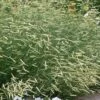 Blonde Ambition Blue Grama Grass (Bouteloua Gracilis) - 6 Pack Of 1 Gallon Pots 1 Blonde Ambition Blue Grama Grass (Bouteloua Gracilis) - 6 Pack Of 1 Gallon Pots -SHRUBS and BUSHES Shop bouteloua gracilis blonde ambition grama grass 5