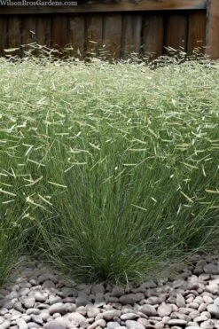 Blonde Ambition Blue Grama Grass (Bouteloua Gracilis) - 6 Pack Of 1 Gallon Pots -SHRUBS and BUSHES Shop bouteloua gracilis blonde ambition grama grass 6