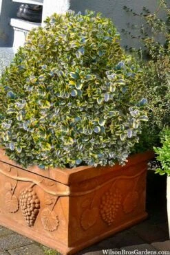 Sunburst Variegated Korean Boxwood - 1 Gallon Pot -SHRUBS and BUSHES Shop boxwood sunburst golden 11