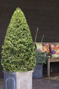 Variegated Boxwood (Buxus Sempervirens 'Aureovariegata') - 5 Gallon Pot 12 Variegated Boxwood (Buxus Sempervirens 'Aureovariegata') - 5 Gallon Pot -SHRUBS and BUSHES Shop boxwood variegated cone 2 1