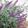 Lo & Behold Blue Chip Junior Butterfly Bush - 1 Gallon Pot -SHRUBS and BUSHES Shop buddleia blue chip junior butterfly bush 10