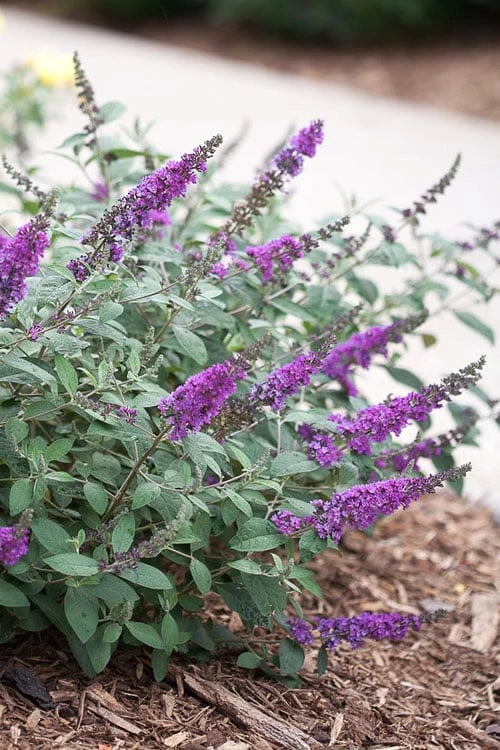 Lo & Behold Blue Chip Junior Butterfly Bush - 1 Gallon Pot 3 Lo & Behold Blue Chip Junior Butterfly Bush - 1 Gallon Pot