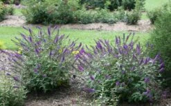 Lo & Behold Blue Chip Junior Butterfly Bush - 1 Gallon Pot 17 Lo & Behold Blue Chip Junior Butterfly Bush - 1 Gallon Pot -SHRUBS and BUSHES Shop buddleia blue chip junior butterfly bush 2