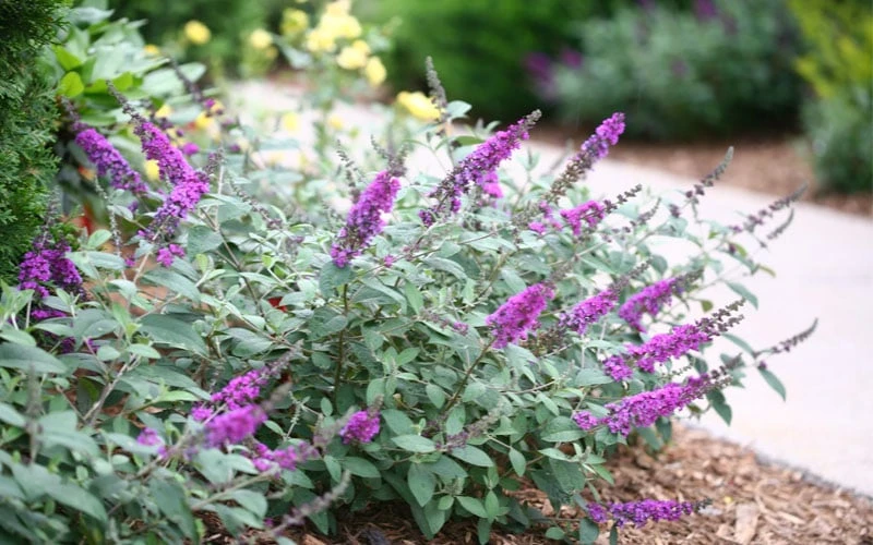 Lo & Behold Blue Chip Junior Butterfly Bush - 1 Gallon Pot 6 Lo & Behold Blue Chip Junior Butterfly Bush - 1 Gallon Pot - Image 4