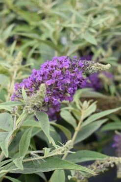 Lo & Behold Blue Chip Junior Butterfly Bush - 1 Gallon Pot 15 Lo & Behold Blue Chip Junior Butterfly Bush - 1 Gallon Pot -SHRUBS and BUSHES Shop buddleia blue chip junior butterfly bush 8