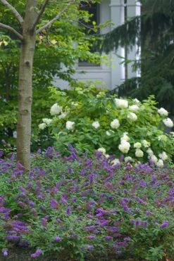 Lo & Behold Blue Chip Junior Butterfly Bush - 1 Gallon Pot 16 Lo & Behold Blue Chip Junior Butterfly Bush - 1 Gallon Pot -SHRUBS and BUSHES Shop buddleia blue chip junior butterfly bush 9