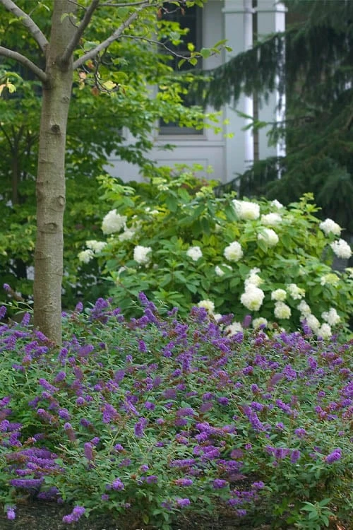 Lo & Behold Blue Chip Junior Butterfly Bush - 1 Gallon Pot 8 Lo & Behold Blue Chip Junior Butterfly Bush - 1 Gallon Pot - Image 6