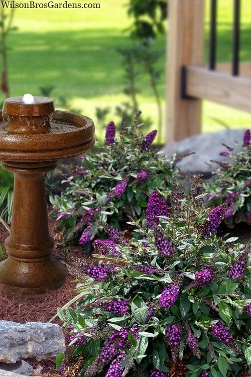 Blueberry Pie Dwarf Butterfly Bush (Buddleia) - 3 Gallon Pot 6 Blueberry Pie Dwarf Butterfly Bush (Buddleia) - 3 Gallon Pot - Image 4