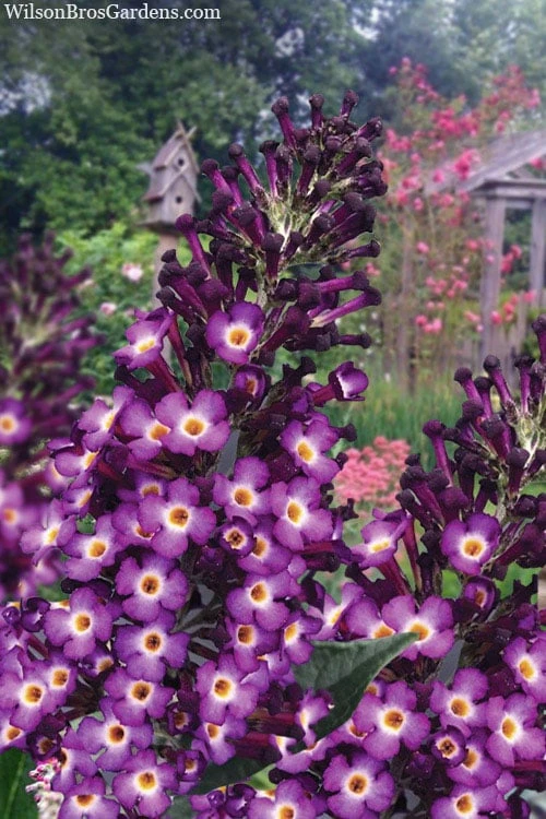 Blueberry Pie Dwarf Butterfly Bush (Buddleia) - 3 Gallon Pot 3 Blueberry Pie Dwarf Butterfly Bush (Buddleia) - 3 Gallon Pot