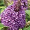 Dapper Lavender Butterfly Bush - 2 Gallon Pot 1 Dapper Lavender Butterfly Bush - 2 Gallon Pot -SHRUBS and BUSHES Shop buddleia davidii dapper lavender butterfly bush 1