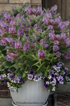 Dapper Lavender Butterfly Bush - 2 Gallon Pot -SHRUBS and BUSHES Shop buddleia davidii dapper lavender butterfly bush 3