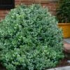 Gordo Boxwood - 1 Gallon Pot 2 Gordo Boxwood - 1 Gallon Pot -SHRUBS and BUSHES Shop buxus gordo boxwood 1