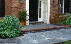 Gordo Boxwood - 5 Pack Of Quart Pots -SHRUBS and BUSHES Shop buxus gordo boxwood 2 1