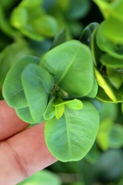 Gordo Boxwood - 1 Gallon Pot -SHRUBS and BUSHES Shop buxus gordo boxwood 3