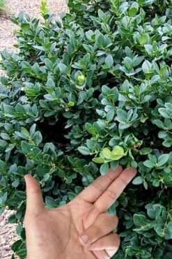 Gordo Boxwood - 1 Gallon Pot -SHRUBS and BUSHES Shop buxus gordo boxwood 4