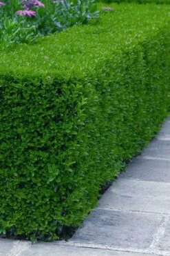 Gordo Boxwood - 5 Pack Of Quart Pots -SHRUBS and BUSHES Shop buxus gordo boxwood 5 1