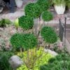 Green Mountain Boxwood Pom Pom Topiary - 7 Gallon Pot -SHRUBS and BUSHES Shop buxus green mountain boxwood pom pom topiary 2