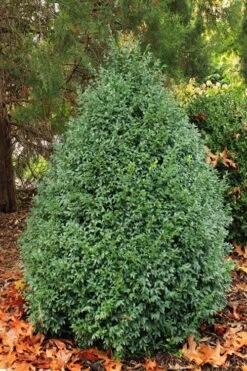 John Baldwin Boxwood - 1 Gallon Pot -SHRUBS and BUSHES Shop buxus microphylla john baldwin boxwood 6