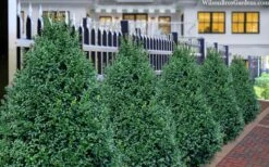 John Baldwin Pyramidal Boxwood - 3 Gallon Pot -SHRUBS and BUSHES Shop buxus microphylla john baldwin boxwood 8 1