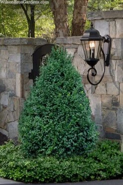 John Baldwin Boxwood - 1 Gallon Pot -SHRUBS and BUSHES Shop buxus microphylla john baldwin boxwood 9