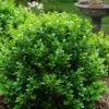Little Missy Dwarf Boxwood - 7 Gallon Pot 1 Little Missy Dwarf Boxwood - 7 Gallon Pot -SHRUBS and BUSHES Shop buxus microphylla little missy dwarf boxwood 1