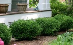 Little Missy Dwarf Boxwood - 7 Gallon Pot -SHRUBS and BUSHES Shop buxus microphylla little missy dwarf boxwood 5