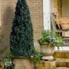 Arctic Emerald Columnar Boxwood - 1 Gallon Pot 2 Arctic Emerald Columnar Boxwood - 1 Gallon Pot -SHRUBS and BUSHES Shop buxus sempervirens arctic emerald boxwood 101 1