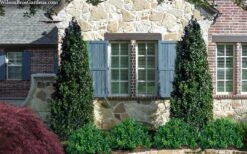 Arctic Emerald Columnar Boxwood - 6 Pack Of 1 Gallon Pots -SHRUBS and BUSHES Shop buxus sempervirens arctic emerald boxwood 103