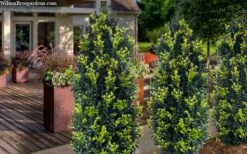 Arctic Emerald Columnar Boxwood - 1 Gallon Pot -SHRUBS and BUSHES Shop buxus sempervirens arctic emerald boxwood 105 1
