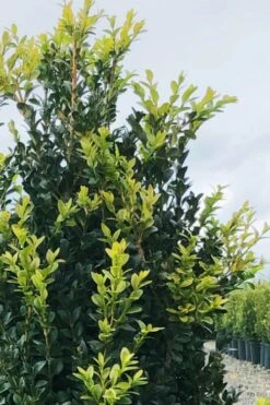 Arctic Emerald Columnar Boxwood - 6 Pack Of 1 Gallon Pots -SHRUBS and BUSHES Shop buxus sempervirens arctic emerald boxwood 12