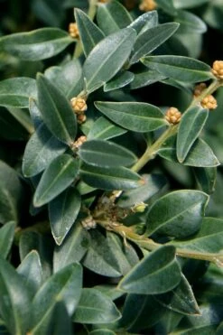 Arctic Emerald Columnar Boxwood - 6 Pack Of 1 Gallon Pots -SHRUBS and BUSHES Shop buxus sempervirens arctic emerald boxwood 16