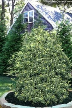 Golden Weeping Boxwood (Buxus Sempervirens 'Aurea Pendula') - 1 Gallon Pot -SHRUBS and BUSHES Shop buxus sempervirens aurea pendula variegated weeping boxwood 3