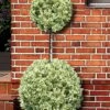 Variegated Boxwood 2-Ball Poodle Tier Topiary - 5 Gallon Pot -SHRUBS and BUSHES Shop buxus sempervirens aureovariegata boxwood 2 ball poodle tier 7