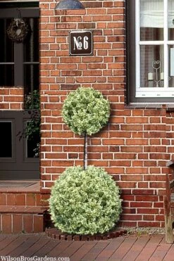 Variegated Boxwood 2-Ball Poodle Tier Topiary - 5 Gallon Pot -SHRUBS and BUSHES Shop buxus sempervirens aureovariegata boxwood 2 ball poodle tier 8