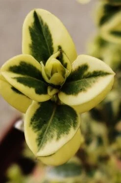 Variegated Boxwood (Buxus Sempervirens 'Aureovariegata') - 5 Gallon Pot 14 Variegated Boxwood (Buxus Sempervirens 'Aureovariegata') - 5 Gallon Pot -SHRUBS and BUSHES Shop buxus sempervirens aureovariegata variegated boxwood 1 1