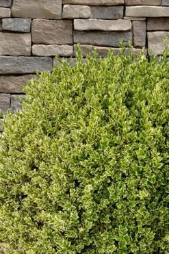 Variegated Boxwood (Buxus Sempervirens 'Aureovariegata') - 5 Gallon Pot 15 Variegated Boxwood (Buxus Sempervirens 'Aureovariegata') - 5 Gallon Pot -SHRUBS and BUSHES Shop buxus sempervirens aureovariegata variegated boxwood 10 1