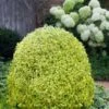 Variegated Boxwood (Buxus Sempervirens 'Aureovariegata') - 5 Gallon Pot -SHRUBS and BUSHES Shop buxus sempervirens aureovariegata variegated boxwood 5 1