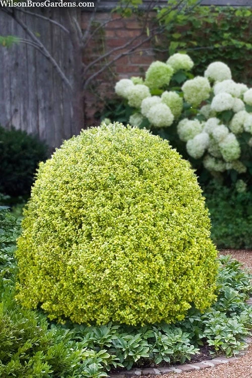 Variegated Boxwood (Buxus Sempervirens 'Aureovariegata') - 5 Gallon Pot 3 Variegated Boxwood (Buxus Sempervirens 'Aureovariegata') - 5 Gallon Pot