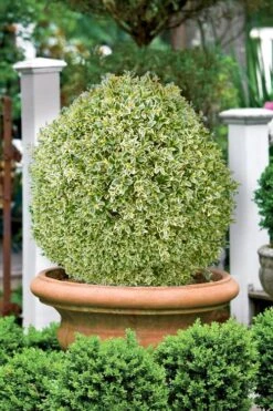 Elegans Variegated Boxwood - Buxus Sempervirens 'Elegantissima' - 3 Gallon Pot -SHRUBS and BUSHES Shop buxus sempervirens elegantissima variegated boxwood 101 1