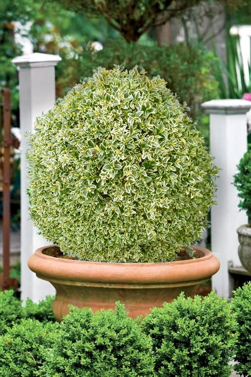 Elegans Variegated Boxwood - Buxus Sempervirens 'Elegantissima' - 1 Gallon Pot 6 Elegans Variegated Boxwood - Buxus Sempervirens 'Elegantissima' - 1 Gallon Pot - Image 4